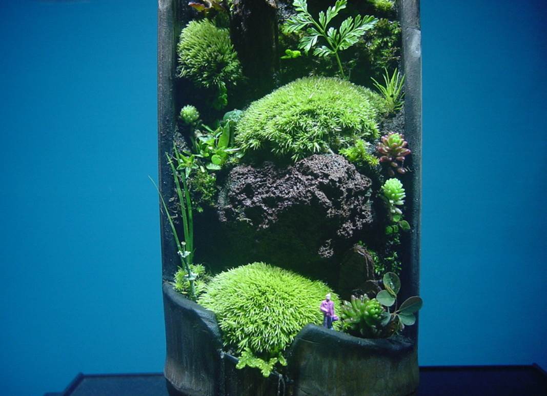 苔盆栽 (流木)