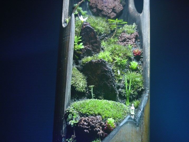 苔盆栽 (流木)
