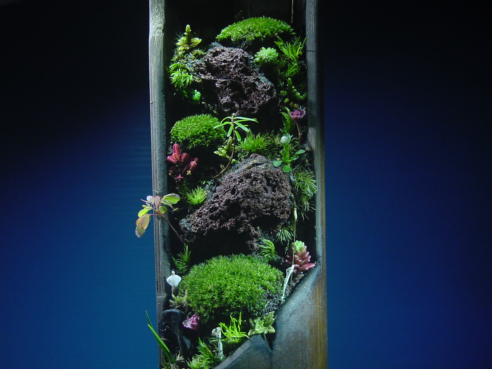 苔盆栽 (流木)