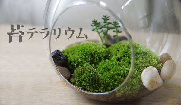 小さな苔の世界【苔テラリウム（コルク蓋付）】テラリウム 小さな世界 苔 koke 植物 syokubutu