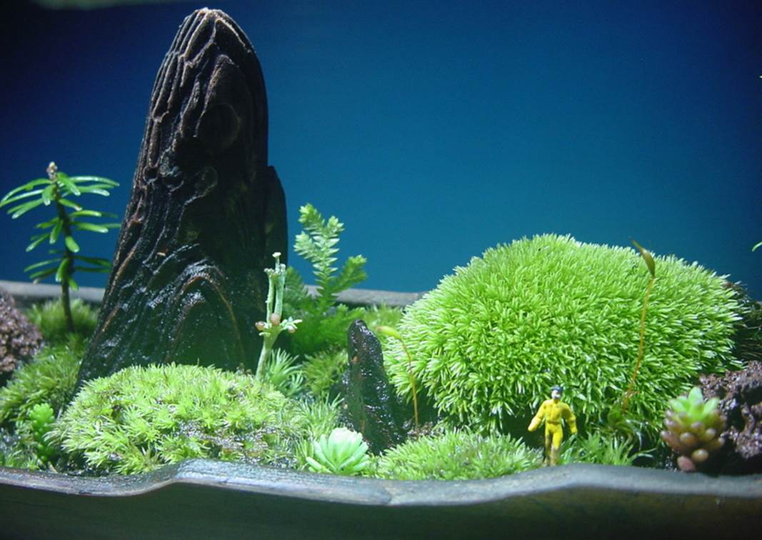 苔盆栽 (流木)