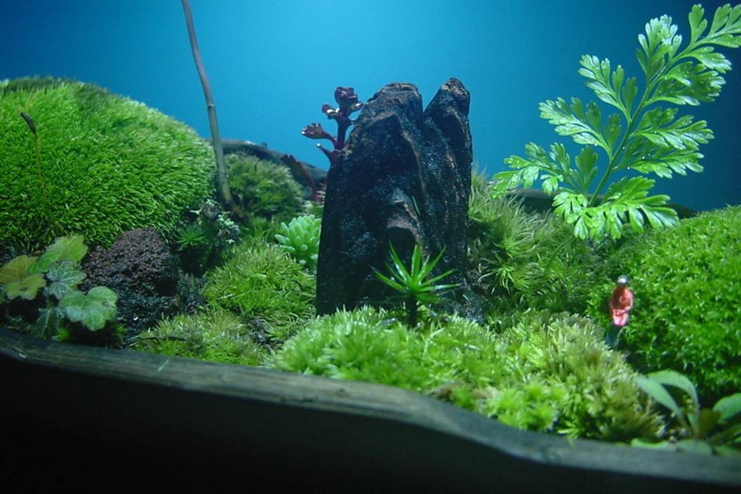 苔盆栽 (流木)
