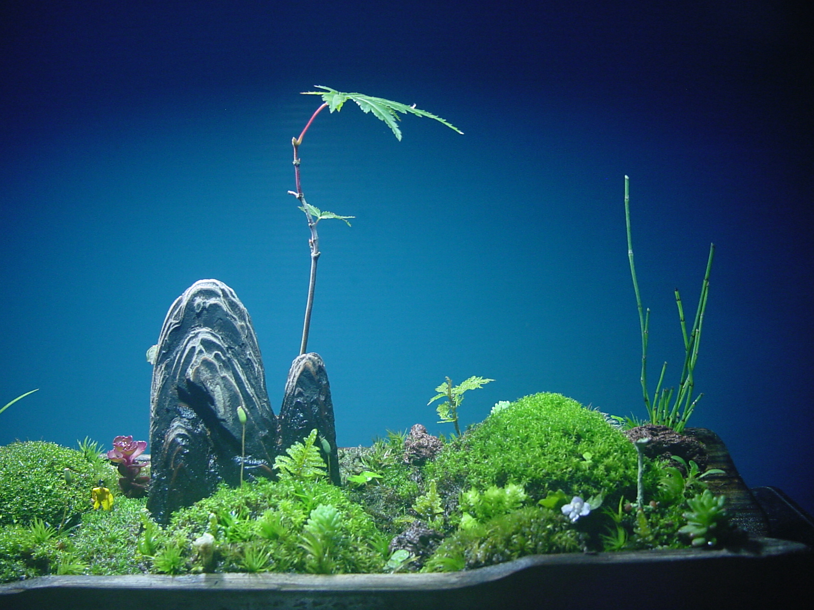 苔盆栽 (流木)