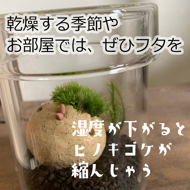 モストリ　真山茜