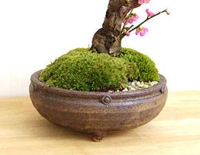 紅梅の盆栽