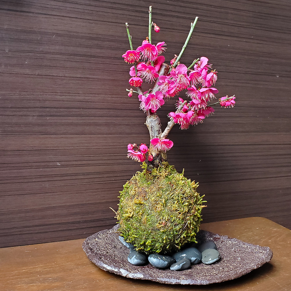 2025年開花終了】端正で香りよい花が人気の梅【紅梅（こうばい）の苔玉 