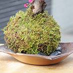 梅の苔玉