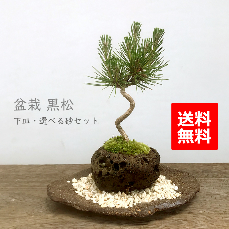贈り物にも最適 鑑賞３点セット 黒松の軽石盆栽 皿 敷き砂セット