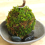 黒松の苔玉