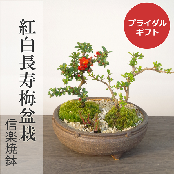 紅白長寿梅 ブライダルギフト