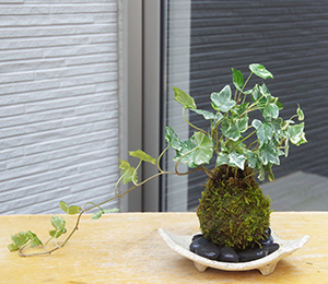 アイビーの苔玉