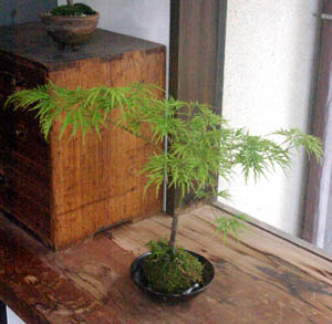 モミジ(青しだれ)の苔玉
