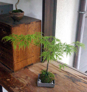 モミジ(青しだれ)苔玉