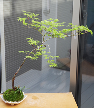 モミジ(青しだれ)苔玉