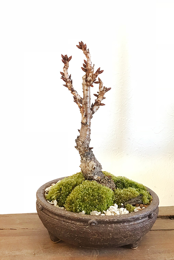 桜(旭山桜)の盆栽