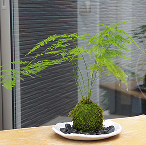 アスパラガスの苔玉
