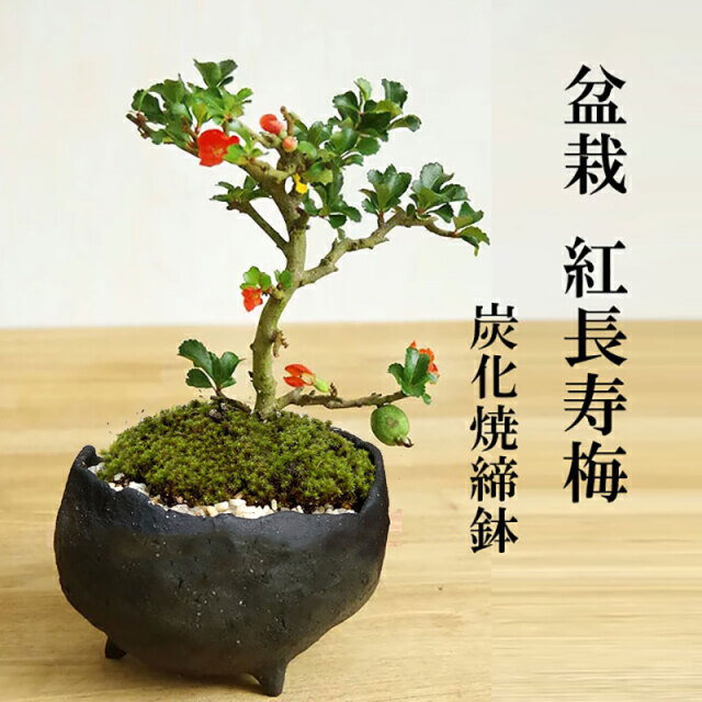 紅長寿梅　炭化焼締鉢