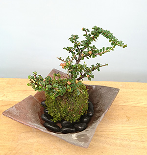 ベニシタン苔玉
