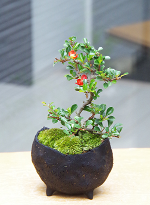 年に数回可憐な花が楽しめます 紅長寿梅 べにちょうじゅばい の盆栽 鉢 作家 真山茜氏