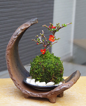 長寿梅の苔玉