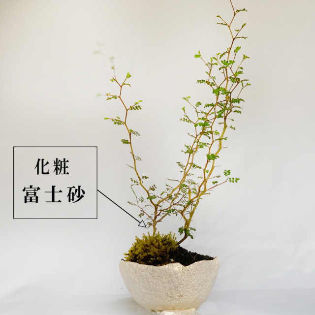 ガジュマルの盆栽