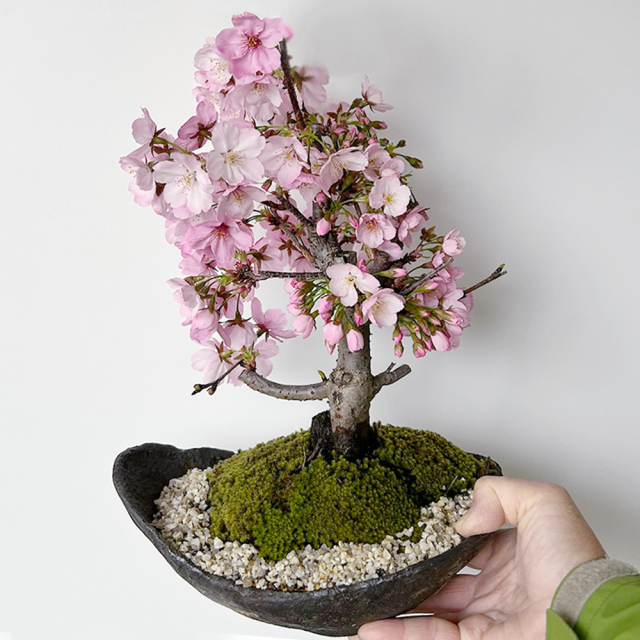 桜(旭山桜)の盆栽