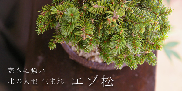 エゾ松