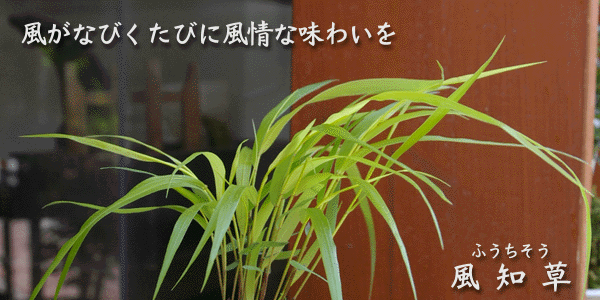 風知草の苔玉