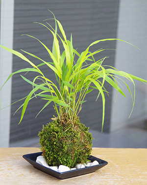 風知草の苔玉