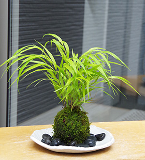 風知草の苔玉