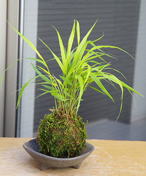 風知草の苔玉