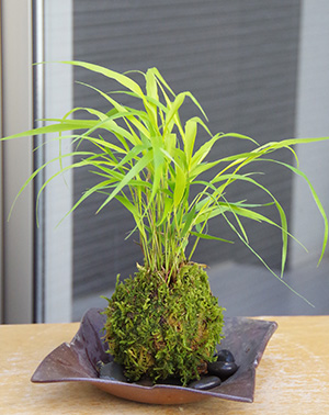 風知草の苔玉