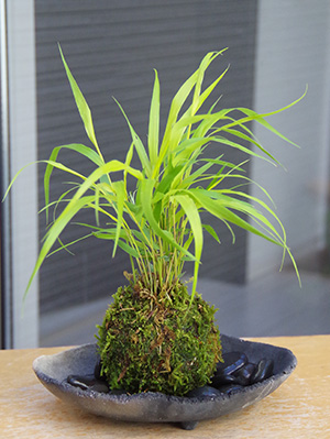 風知草の苔玉