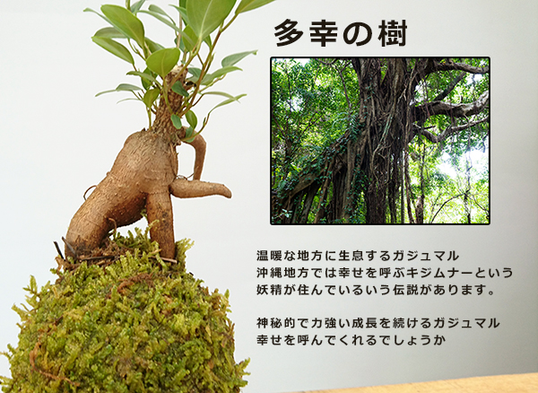 ガジュマルの苔玉