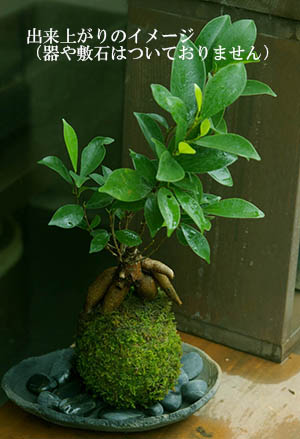 さあ、苔玉を作ってみませんか？【苔玉キット 苗付（ガジュマル）】