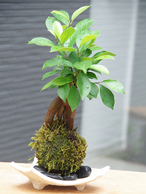 ガジュマルの苔玉