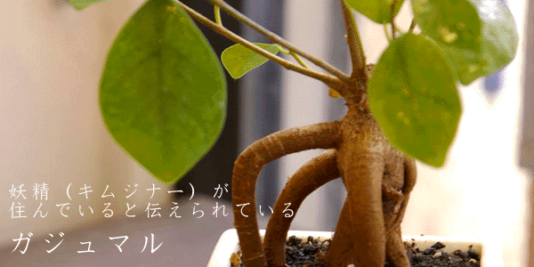 ガジュマルの鉢植え