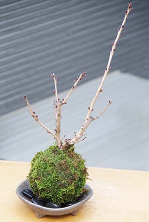 桜の苔玉
