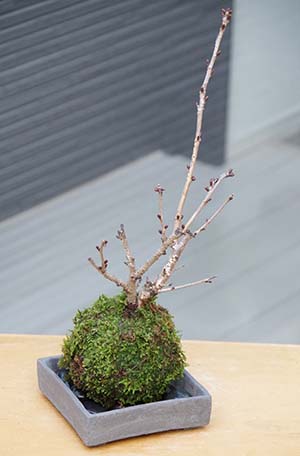 桜の苔玉