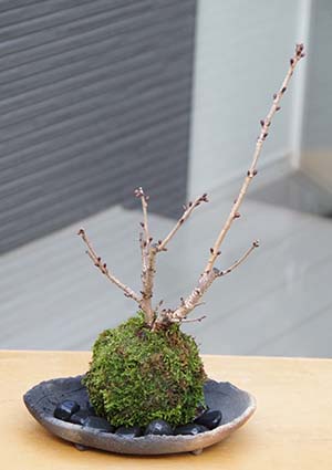 桜の苔玉
