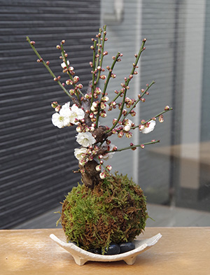 梅の苔玉