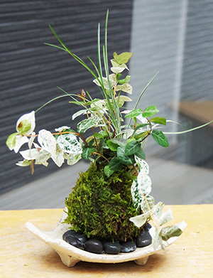 ハツユキカズラの苔玉