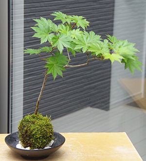モミジ（ハウチワカエデ）の苔玉