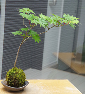 モミジ（ハウチワカエデ）の苔玉