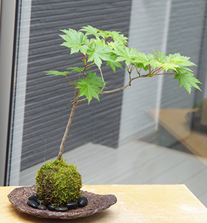 モミジ(ハウチワカエデ)の苔玉