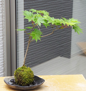 モミジ（ハウチワカエデ）の苔玉