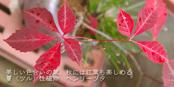四季折々の変化を楽しむ ヘンリーヅタの苔玉 くらま岩器セット 四季折々の変化を楽しむ ヘンリーヅタの苔玉 くらま岩器セット
