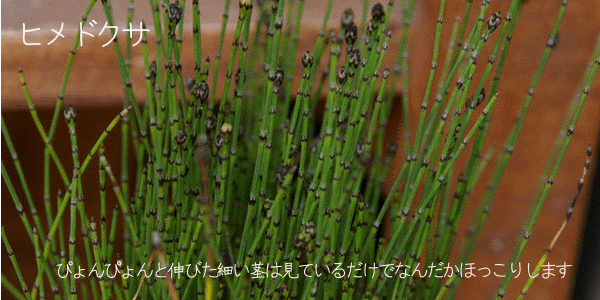 ヒメドクサの盆栽