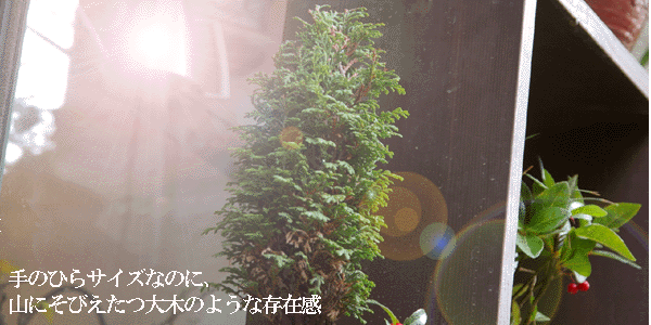 ヒノキの盆栽