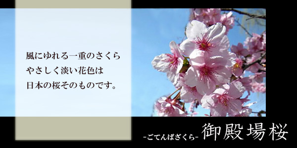 桜の苔玉